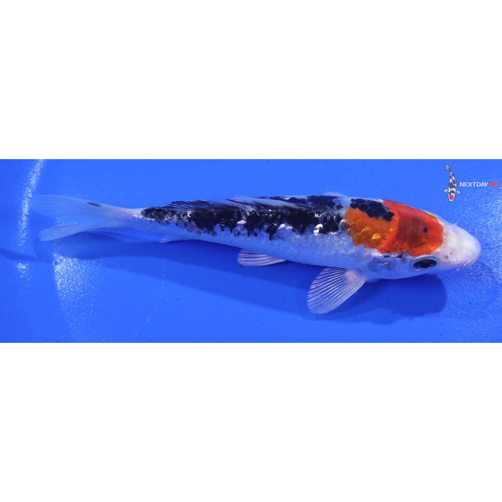 5” Imported Gin Rin Yamato Nishiki