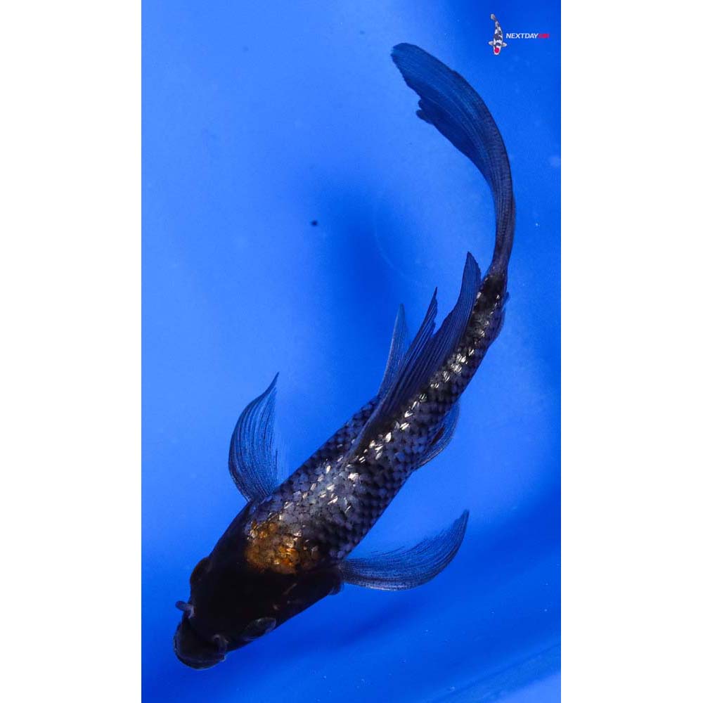 5” Imported Gin Rin Showa Butterfly Koi