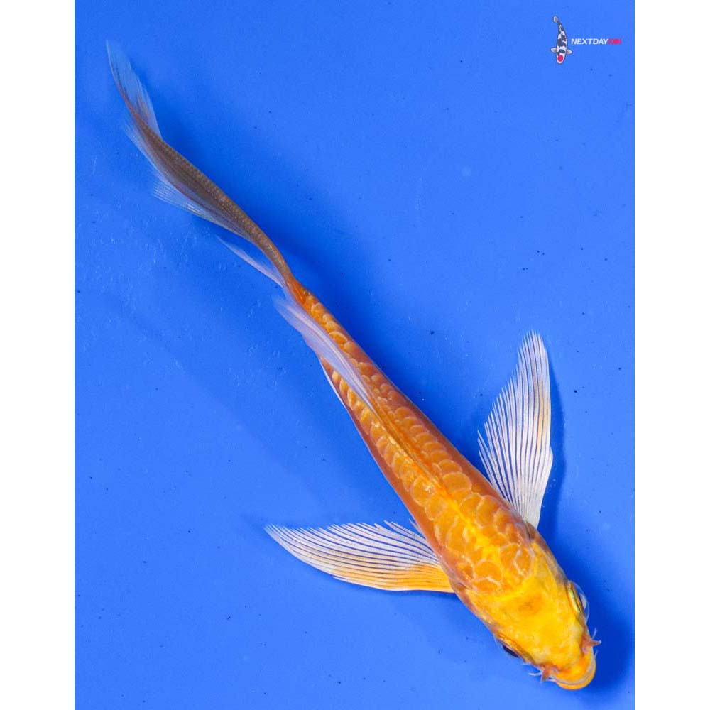 4.5” Imported Doitsu Yamabuki Ogon Butterfly Koi