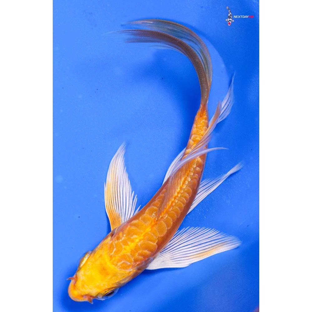 4.5” Imported Doitsu Yamabuki Ogon Butterfly Koi