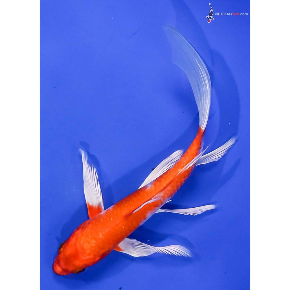 6.5” Imported Hariwake Butterfly Koi