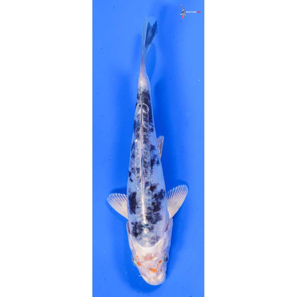 6” Imported Doitsu Gin Shiro Bekko