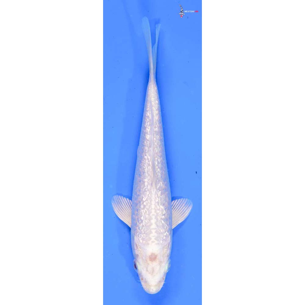 6” Imported Gin Rin Platinum Ogon