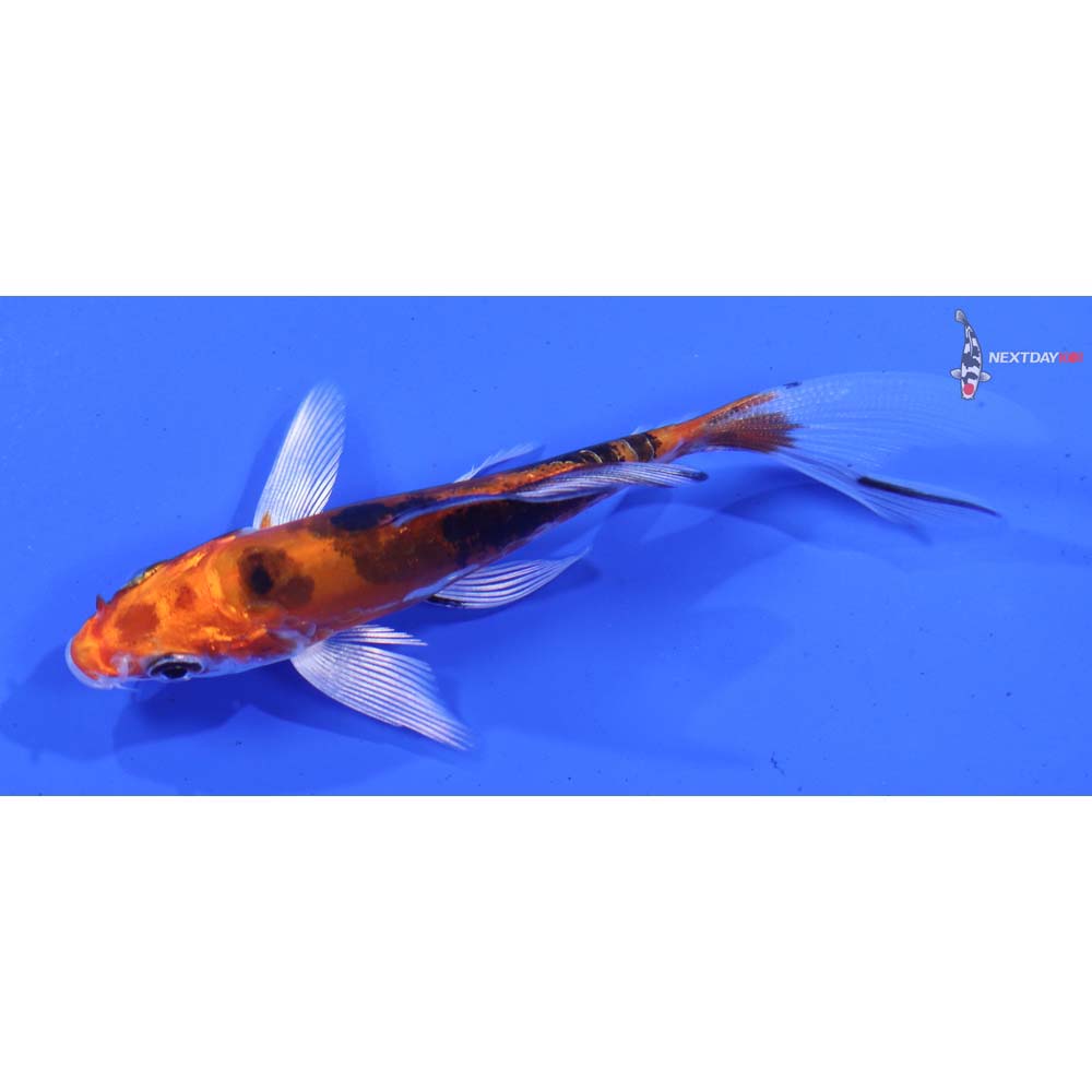 3.5” Imported Heisei Nishiki Butterfly Koi