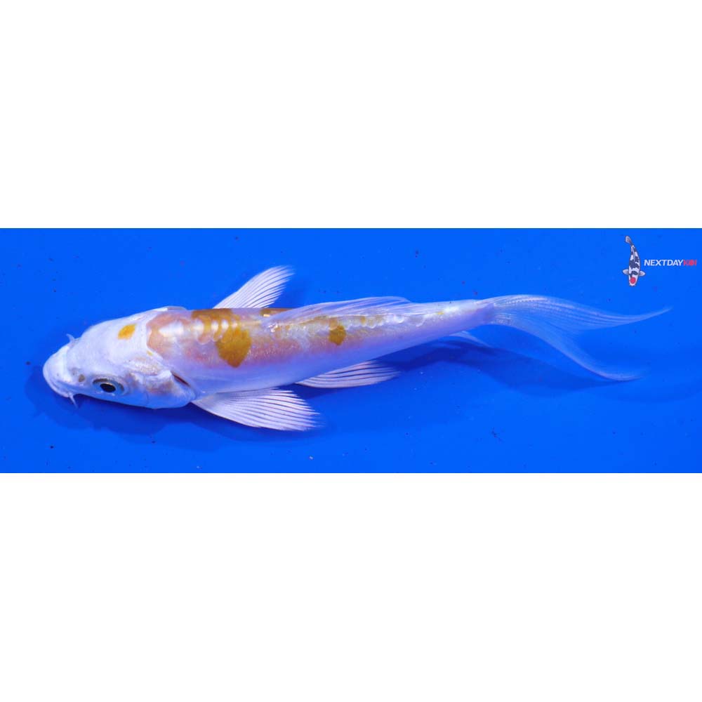 3.5” Imported Doitsu Lemon Hariwake Butterfly Koi