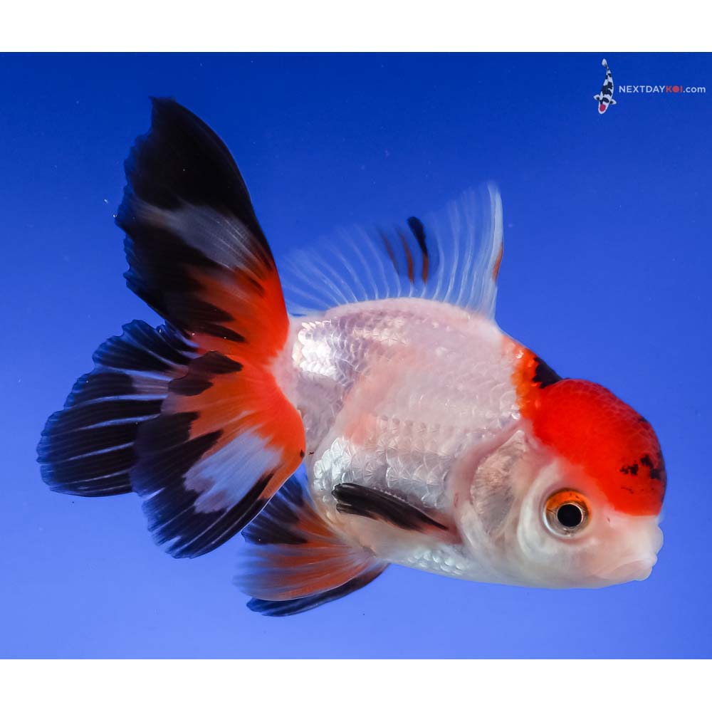 3.5” Imported Male Tri Color Oranda