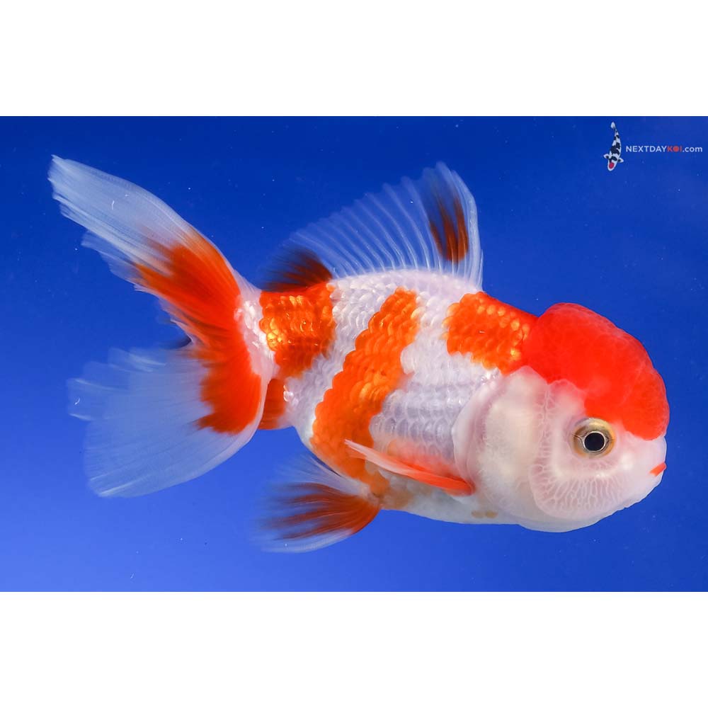 4” Imported Red and White Oranda