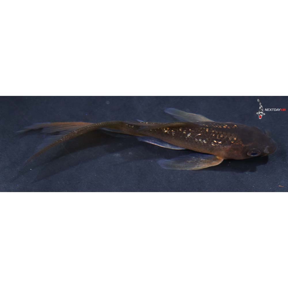 3.5” Imported Gin Rin Chagoi Butterfly Koi