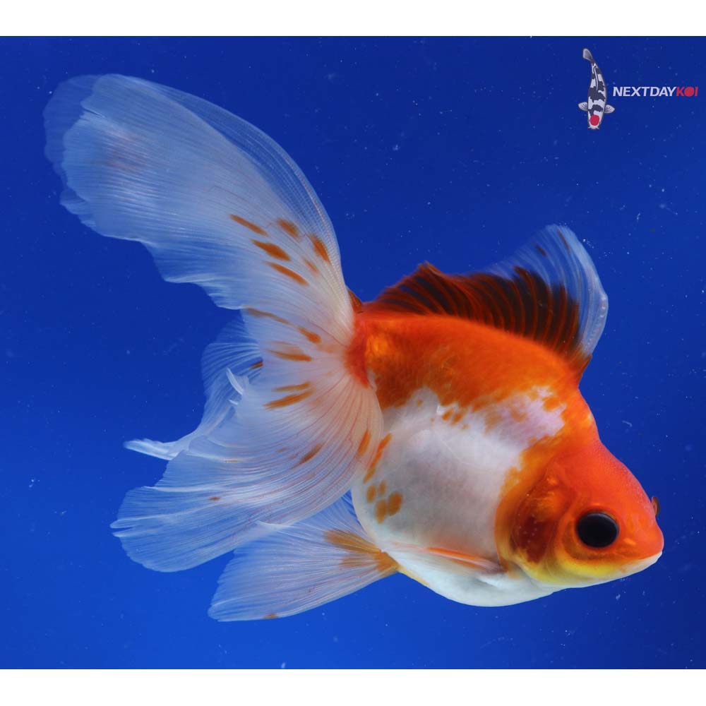 6” Imported Male Red and White Ryukin