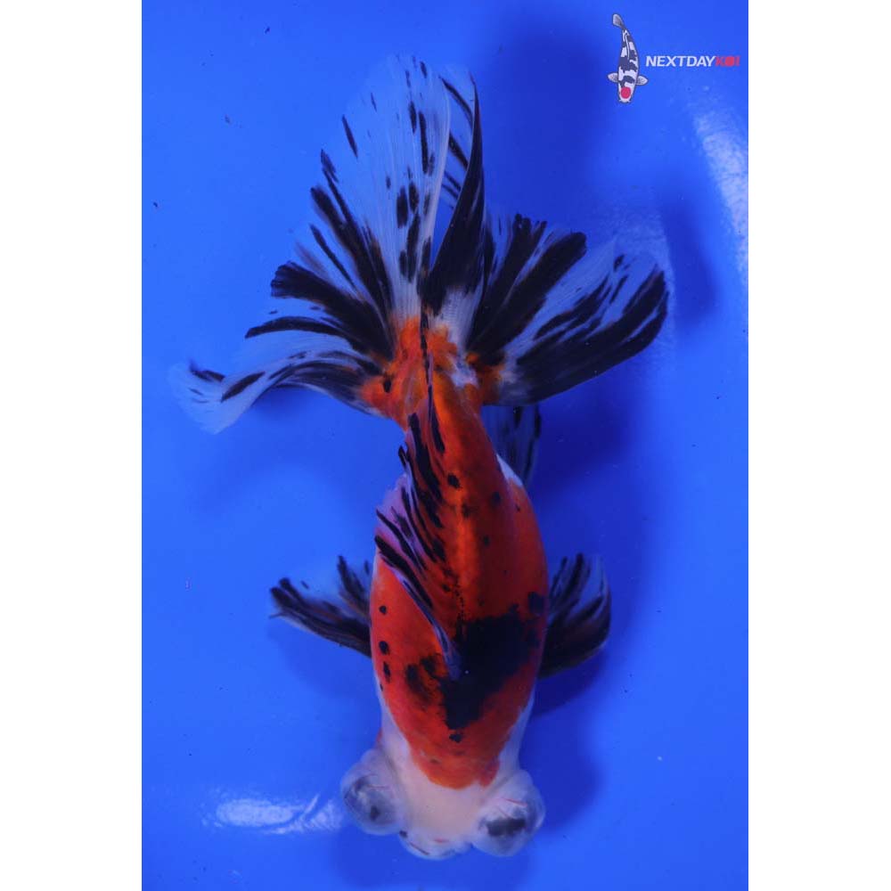 6” Imported Male Calico Telescope Fantail