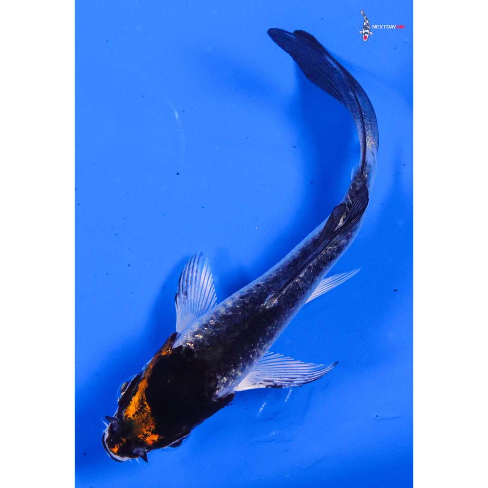 3.5” Imported Kujaku Butterfly Koi