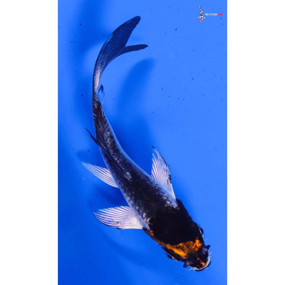 3.5” Imported Kujaku Butterfly Koi