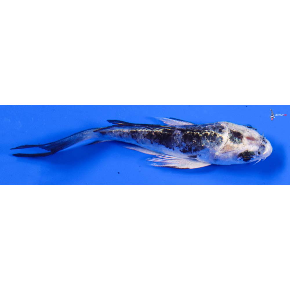 3.5” Imported Doitsu Gin Shiro Bekko Butterfly Koi