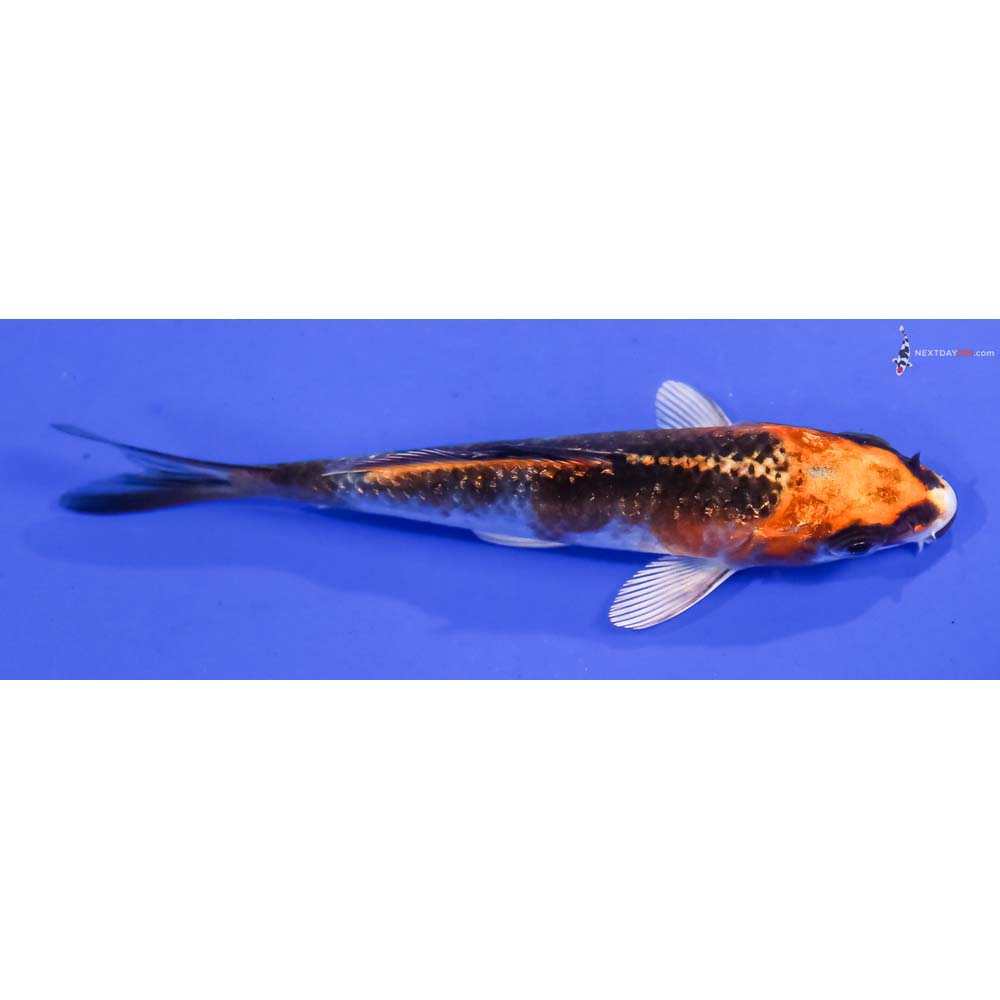 3.5” Imported Gin Rin Kujaku