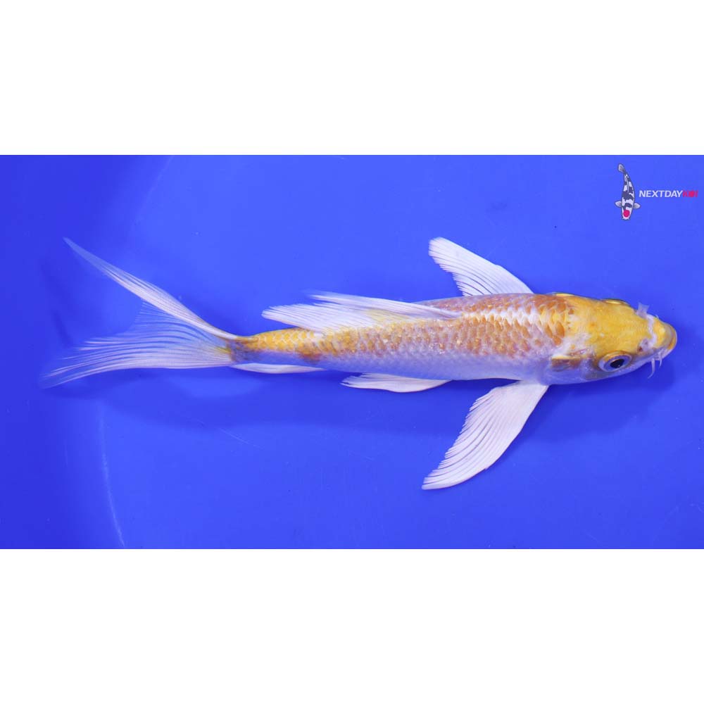 6.5” Imported Lemon Hariwake Butterfly Koi
