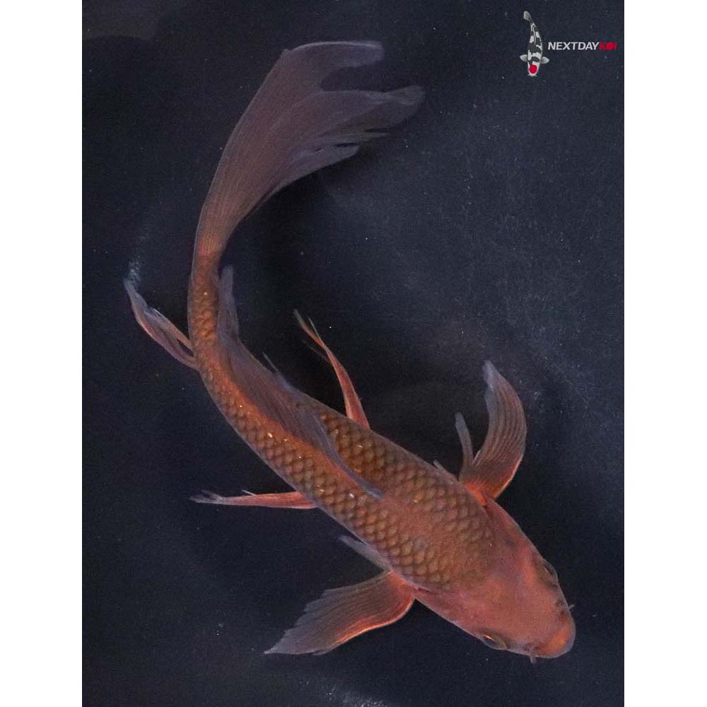 6.5” Imported Chagoi Butterfly Koi