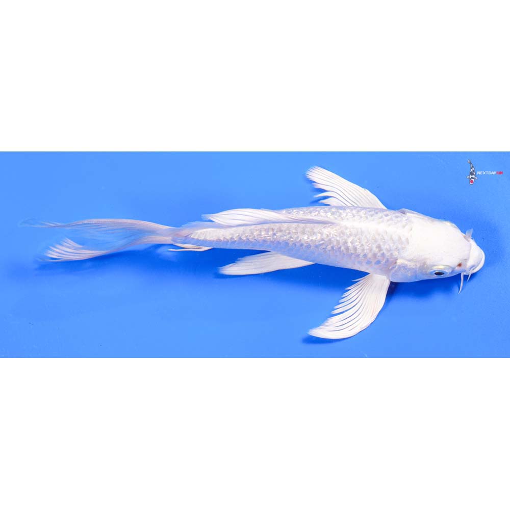 7” Imported Gin Rin Platinum Ogon Butterfly Koi