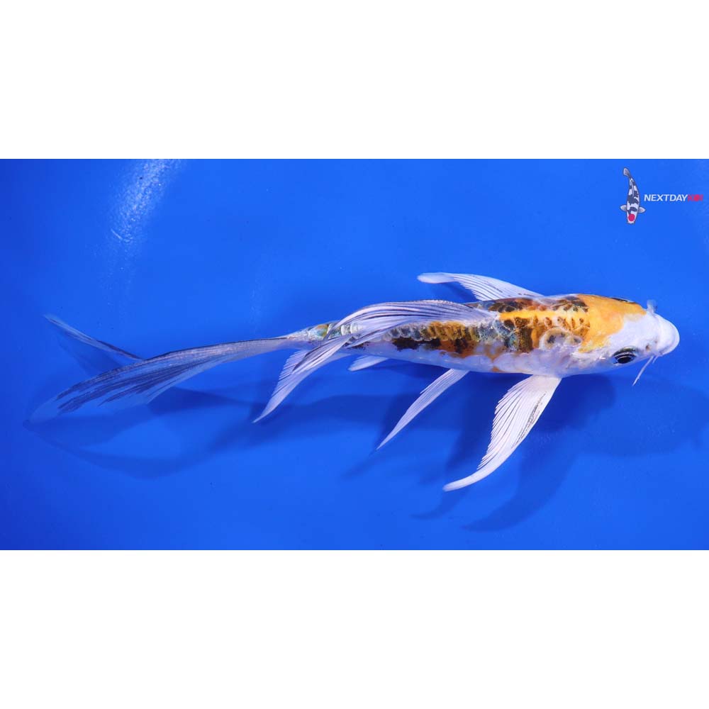 5.5” Imported Heisei Nishiki Butterfly Koi