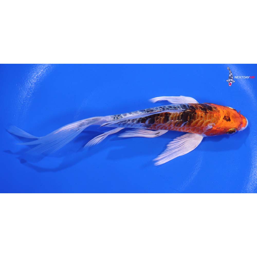 6” Imported Armor Scaled Yamato Nishiki Butterfly Koi