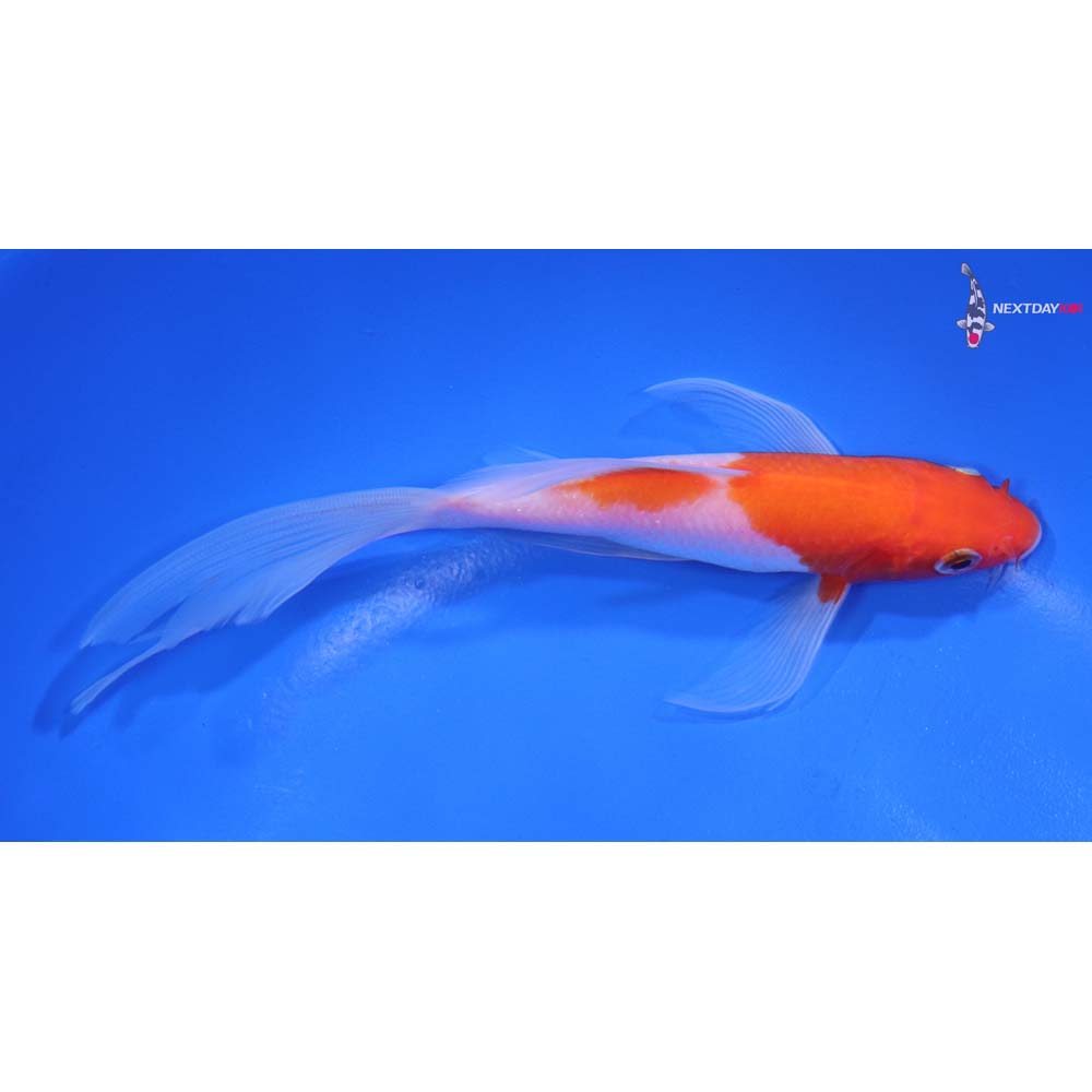 6” Imported Kohaku Butterfly Koi