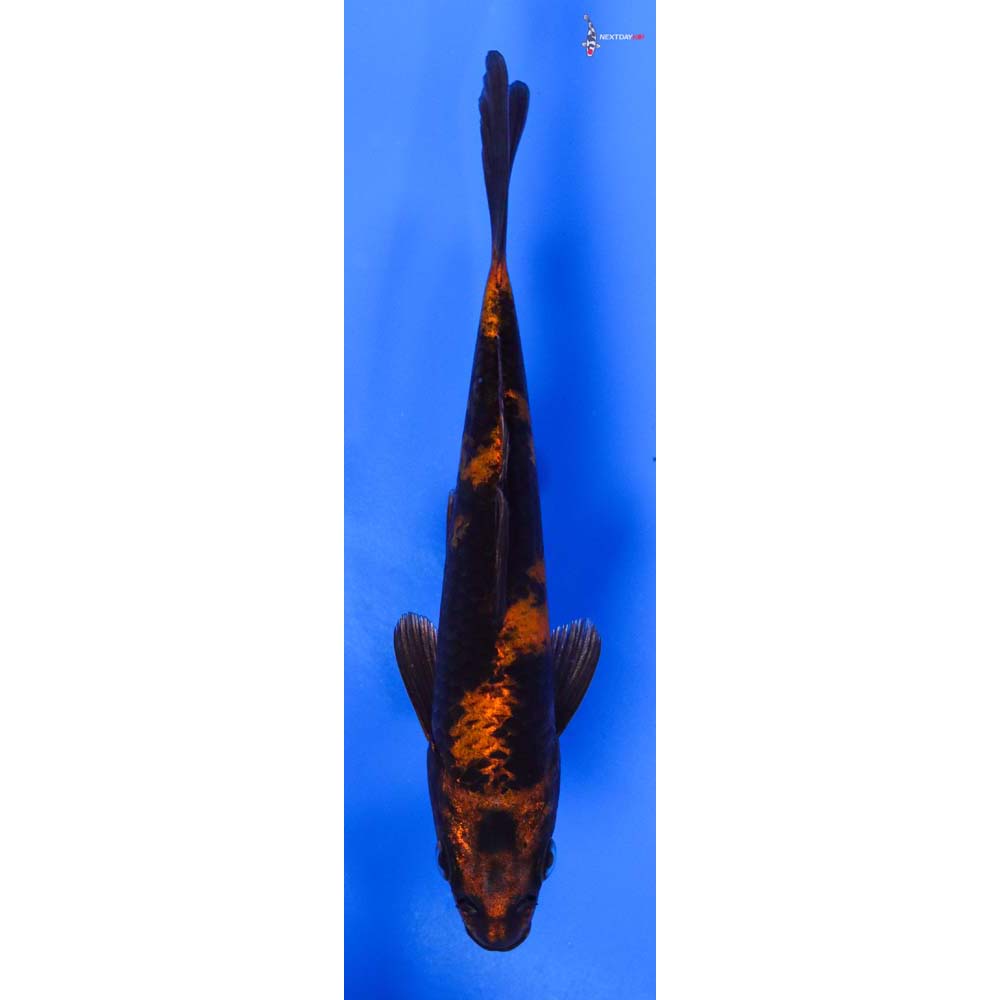 5” Imported Kin Hi Utsuri