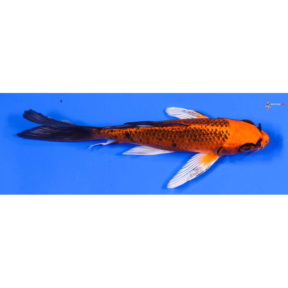 5.5” Imported Orenji Matsuba Butterfly Koi