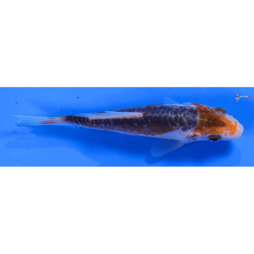 4” Imported Shusui