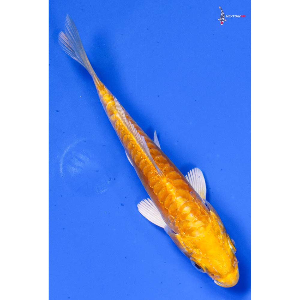 4” Imported Doitsu Yamabuki Ogon