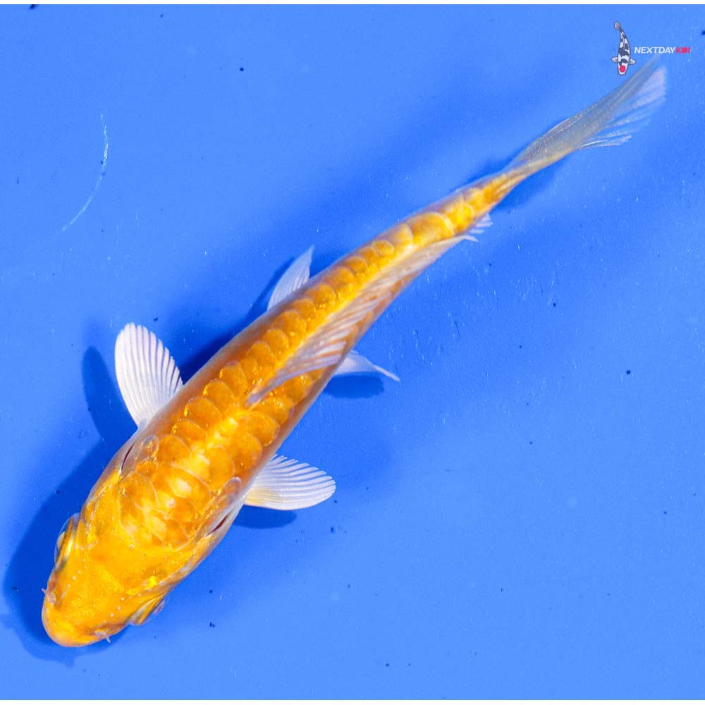 4” Imported Doitsu Yamabuki Ogon