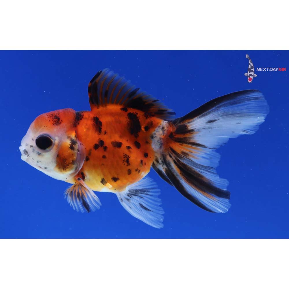 3.5” Imported Male Calico Oranda