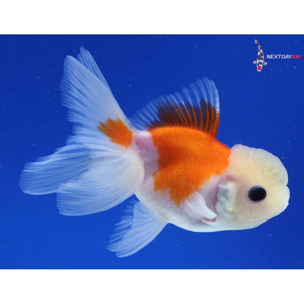 4” Imported Red and White Oranda