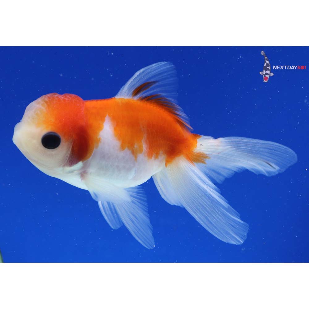 4.5” Imported Red and White Oranda