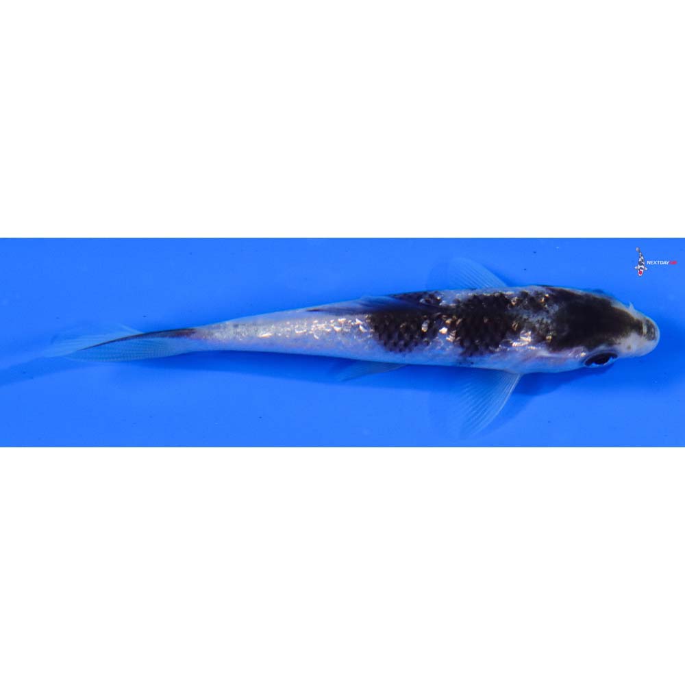4” Imported Gin Rin Goromo