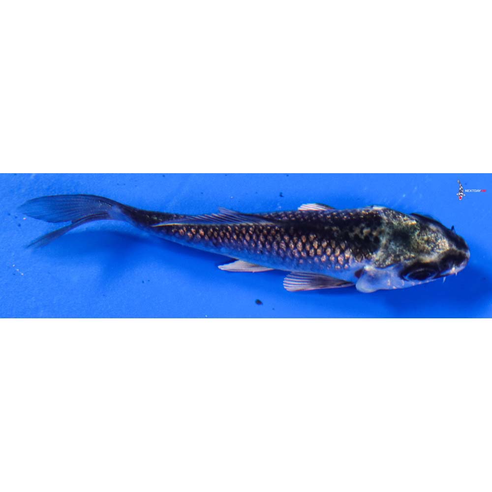 3.5” Imported Gin Rin Gin Matsuba