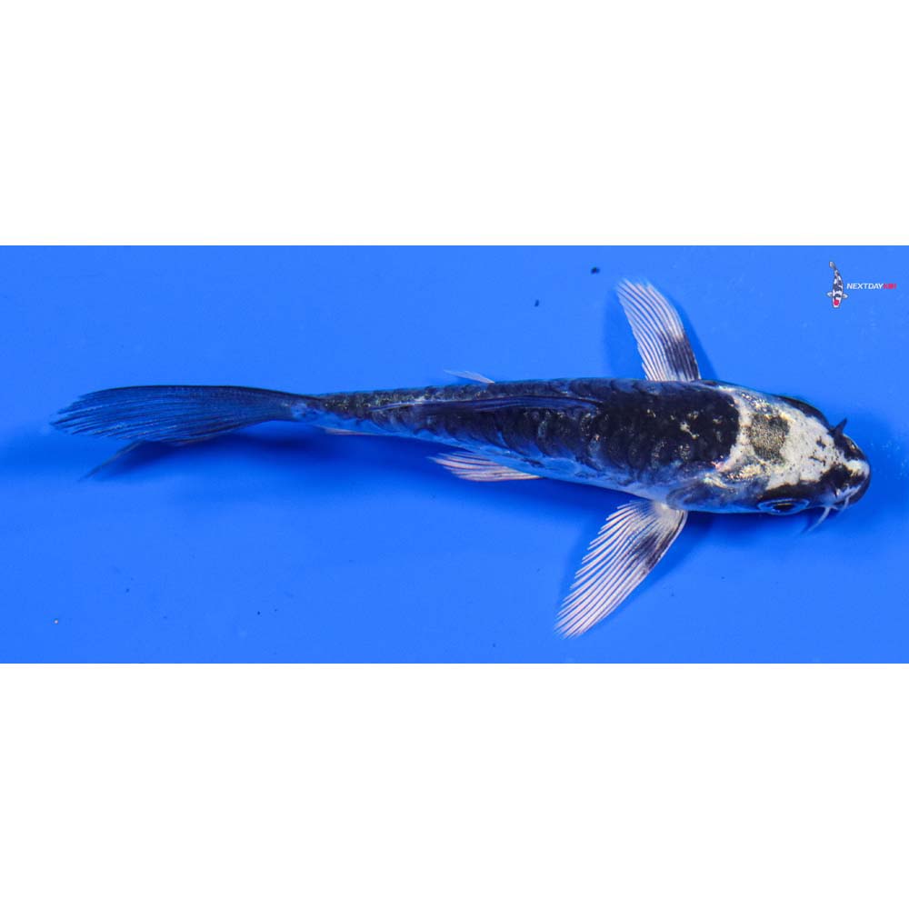 3.5” Imported Armor Scaled Gin Matsuba Butterfly Koi