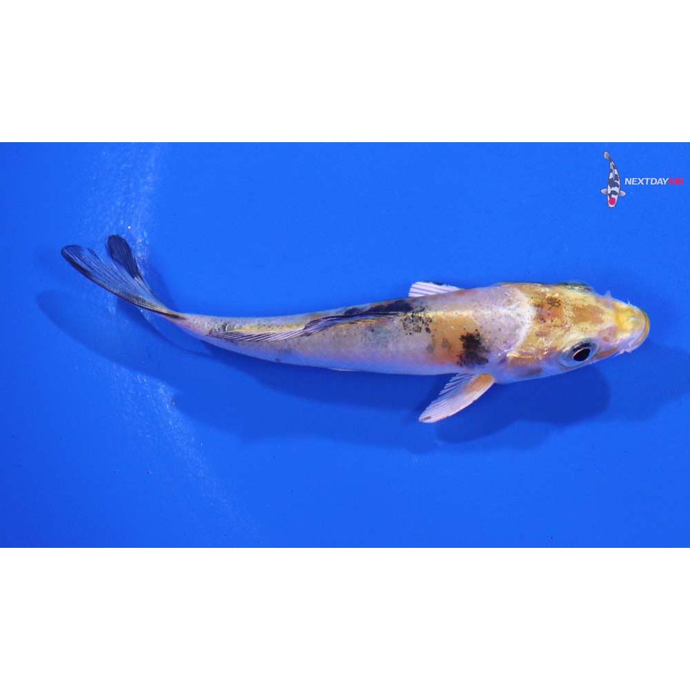 3.5” Imported Yamato Nishiki