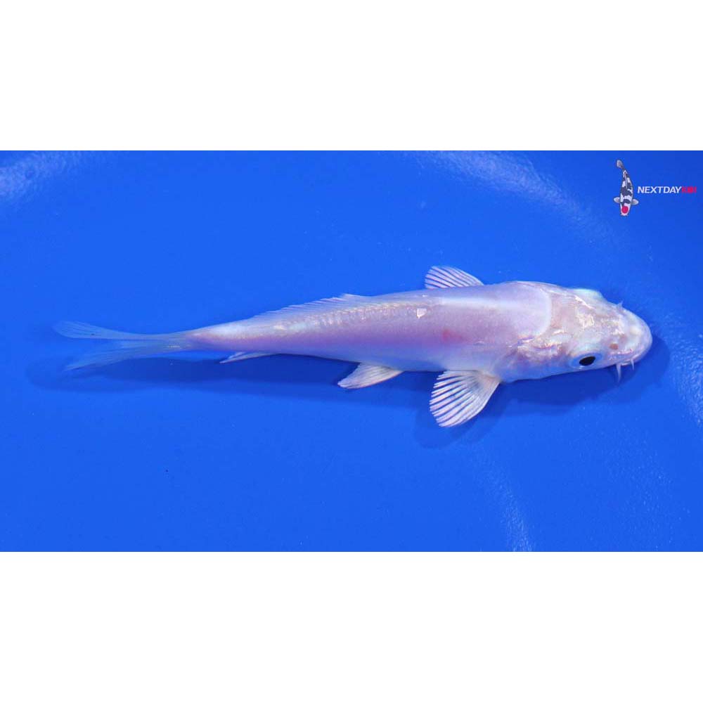 3.5” Imported Doitsu Platinum Ogon
