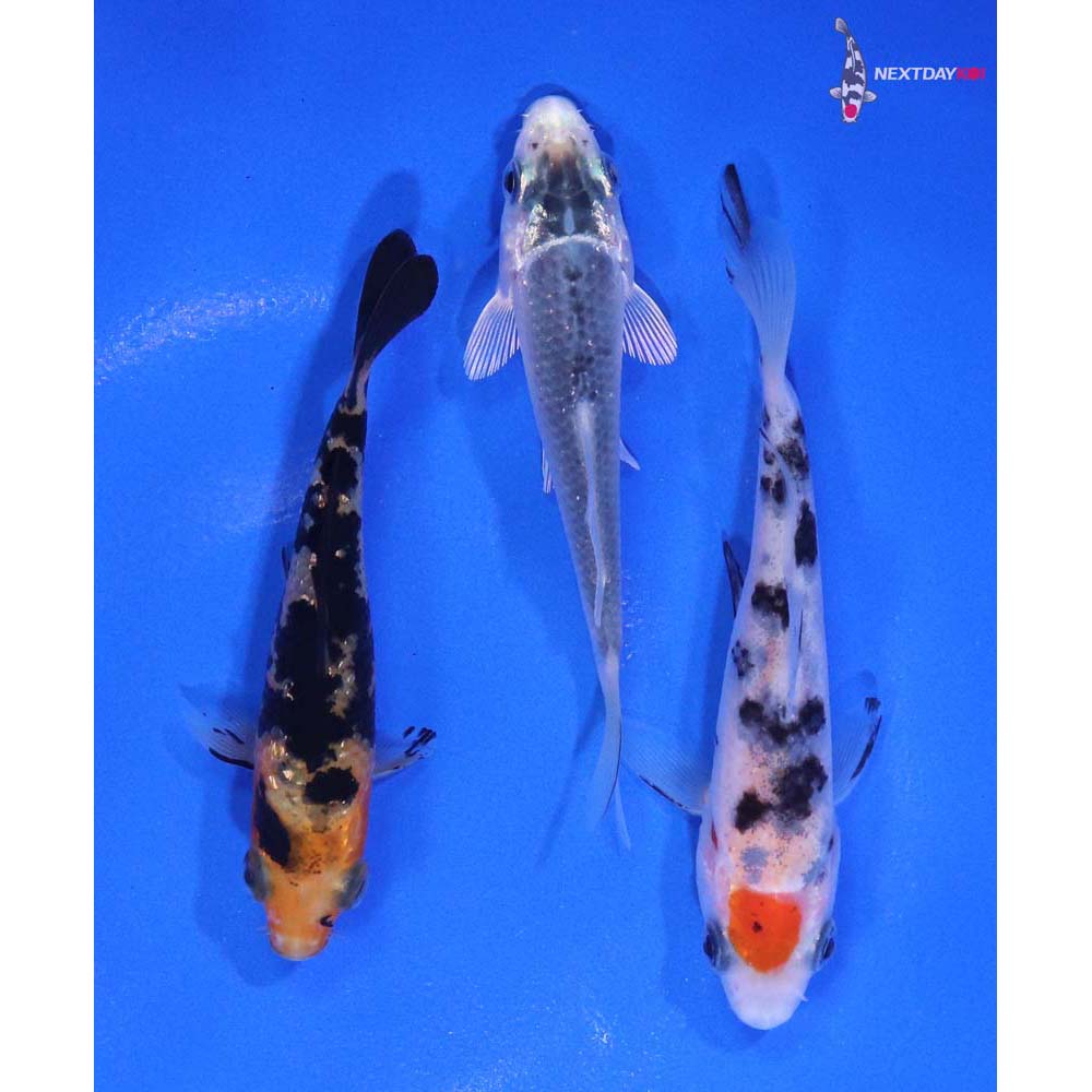 Lot of (3) 3-3.5” Imported Assorted Koi