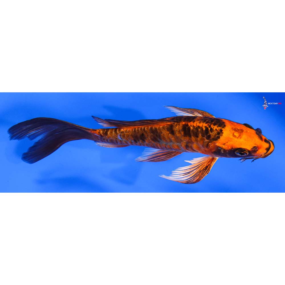 6” Imported Armor Scaled Kin Aka Bekko Butterfly Koi