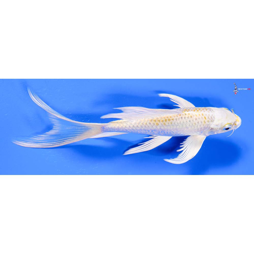 6.5” Imported Lemon Hariwake Butterfly Koi