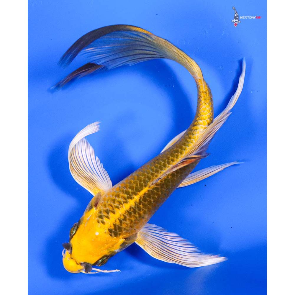 6.5” Imported Ki Matsuba Butterfly Koi