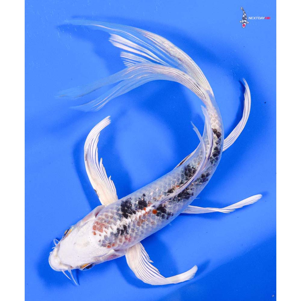 7” Imported Yamato Nishiki Butterfly Koi