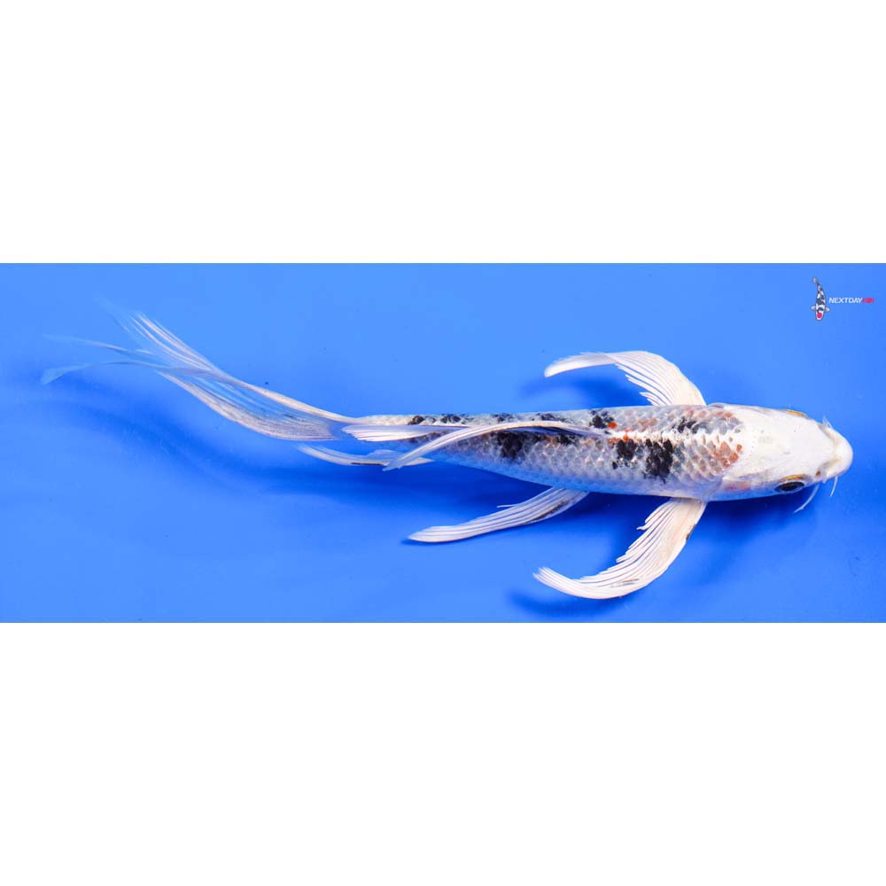 7” Imported Yamato Nishiki Butterfly Koi