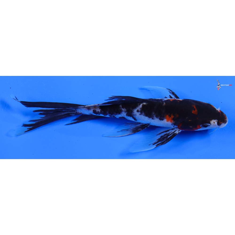 6” Imported Sanke Butterfly Koi