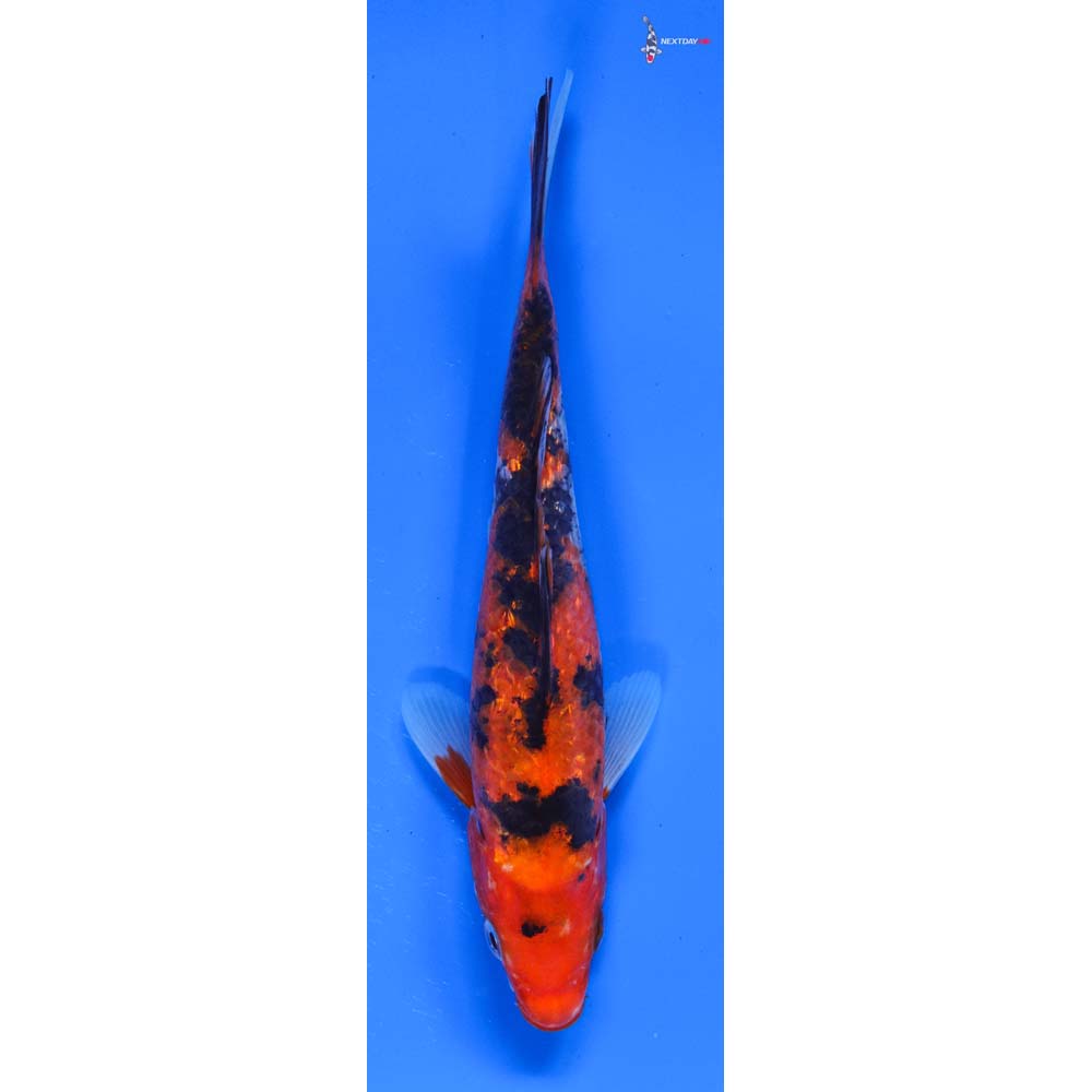 7” Imported Gin Rin Sanke