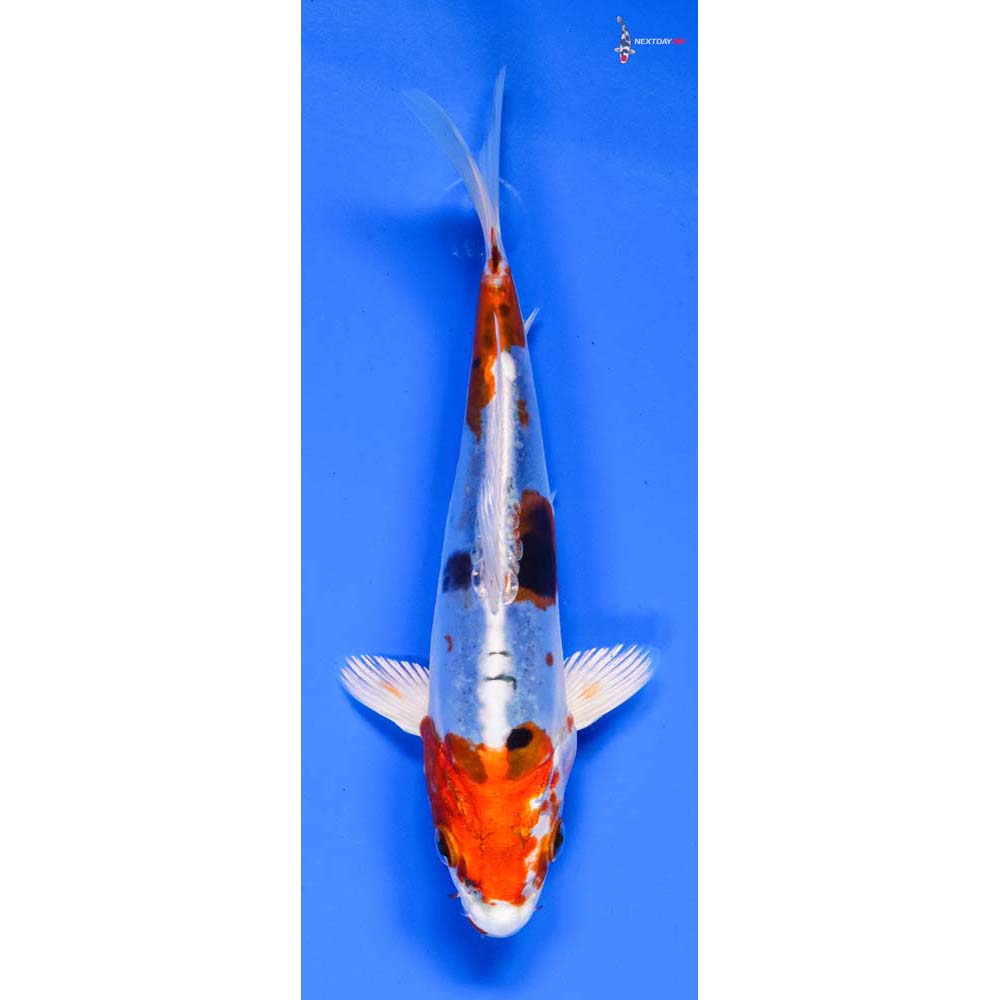 6.5” Imported Heisei Nishiki