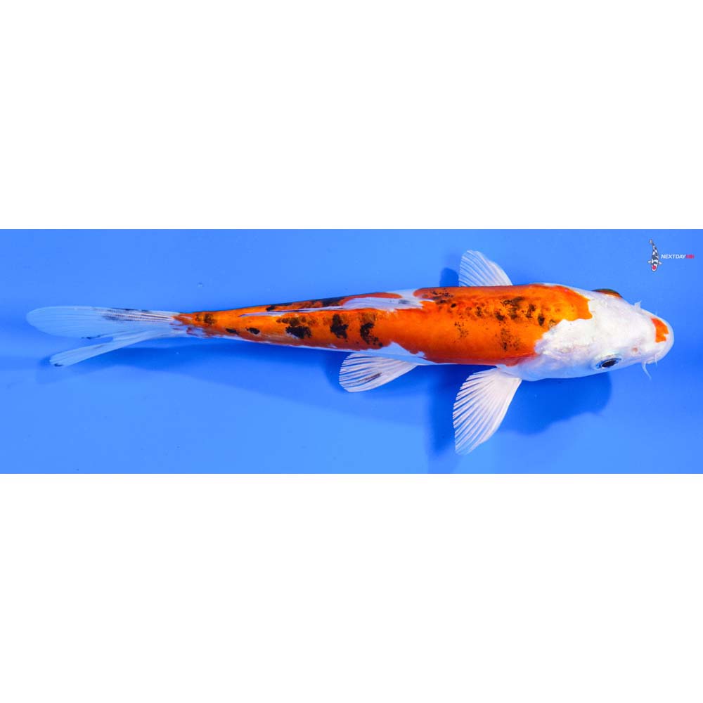7.5” Imported Heisei Nishiki