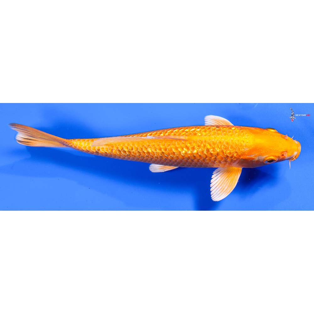 8” Imported Gin Rin Orenji Ogon