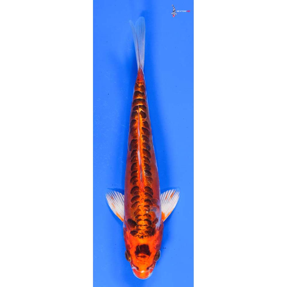 7.5” Imported Doitsu Kujaku