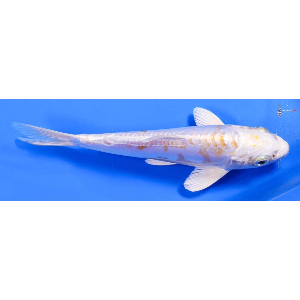 7” Imported Doitsu Lemon Hariwake